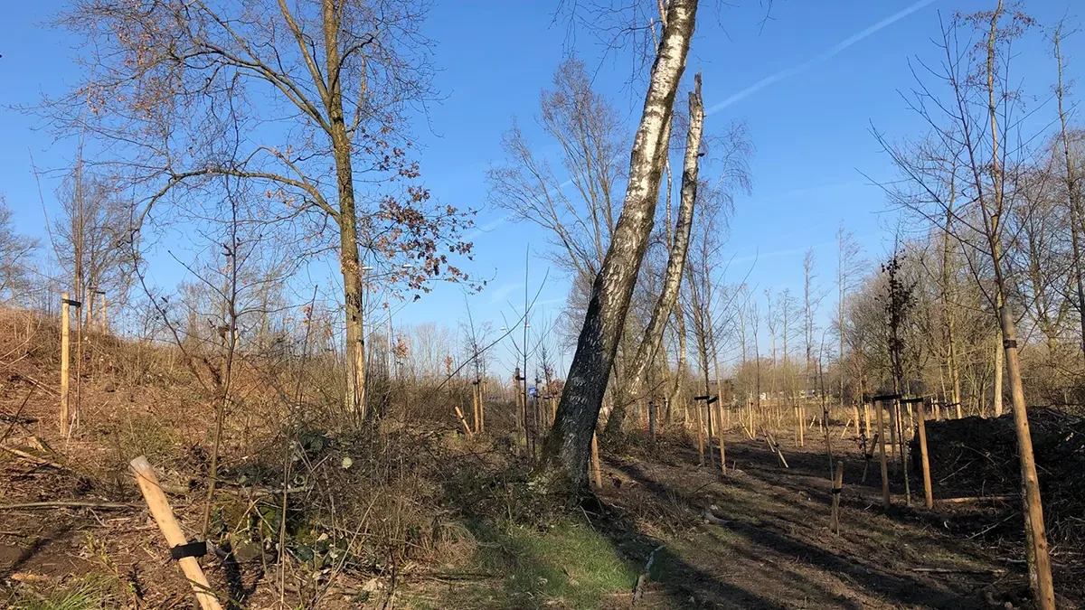 Biodiversiteit N230 bomen