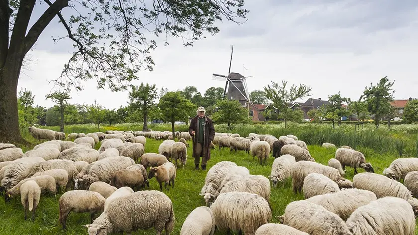 Streekherder